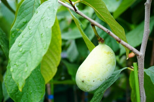 ポポー マンゴー 苗 育て方 苗木部 By 花ひろばオンライン