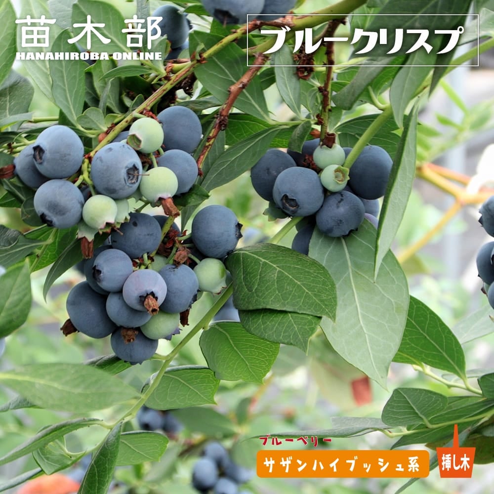 ブライトウェル ラビットアイ系 ブルーベリー 苗 通販 苗木部 By 花