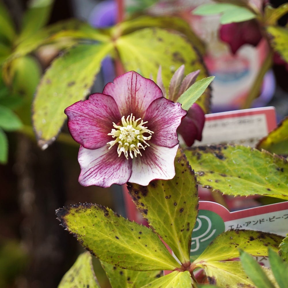 クリスマスローズ プチドール 彩 苗 販売 苗木部 By 花ひろばオンライン