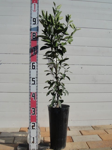 000000049430-03.jpg?size=l&w=