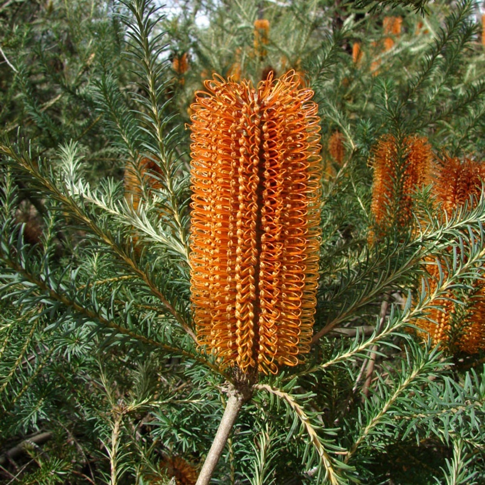 000000085839-02.jpg?size=l&w=