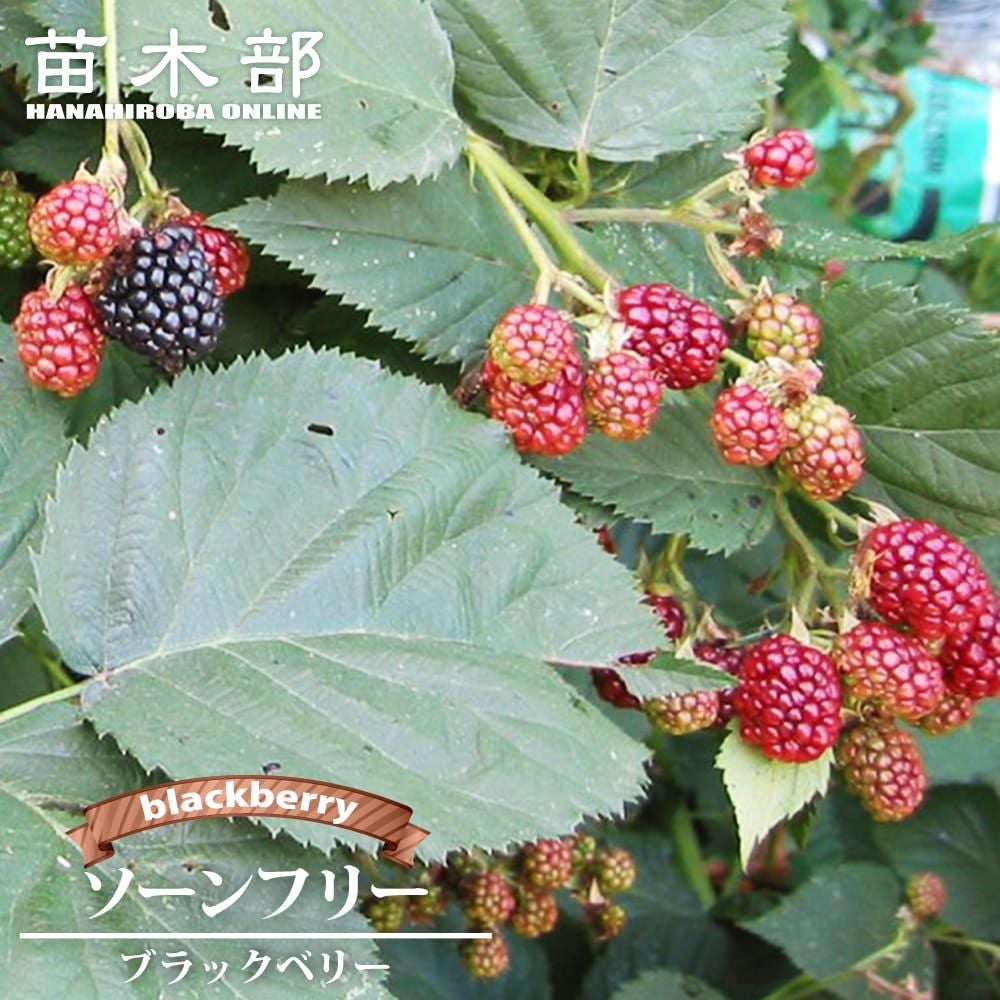 ラズベリー・ブラックベリー | 苗木部 本店 By 花ひろばオンライン