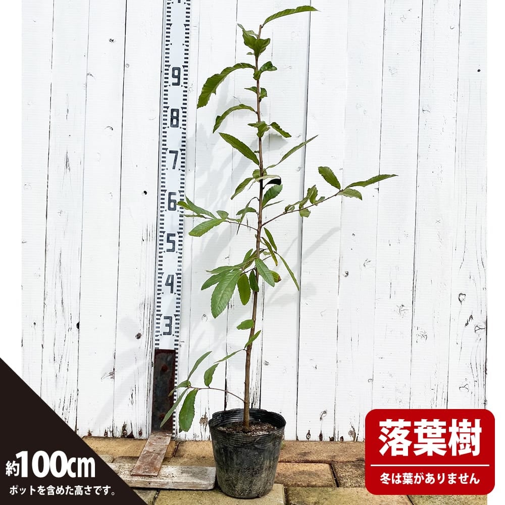 000000003419-03.jpg?size=l&w=