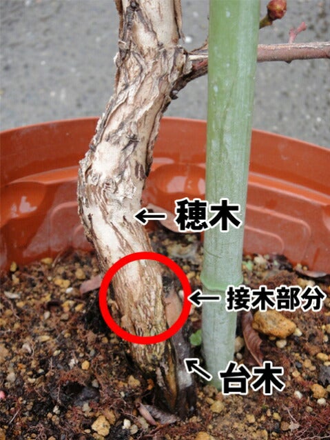 ブルーベリー ノーザンハイブッシュ系 レガシー 苗 通販 苗木部 By 花