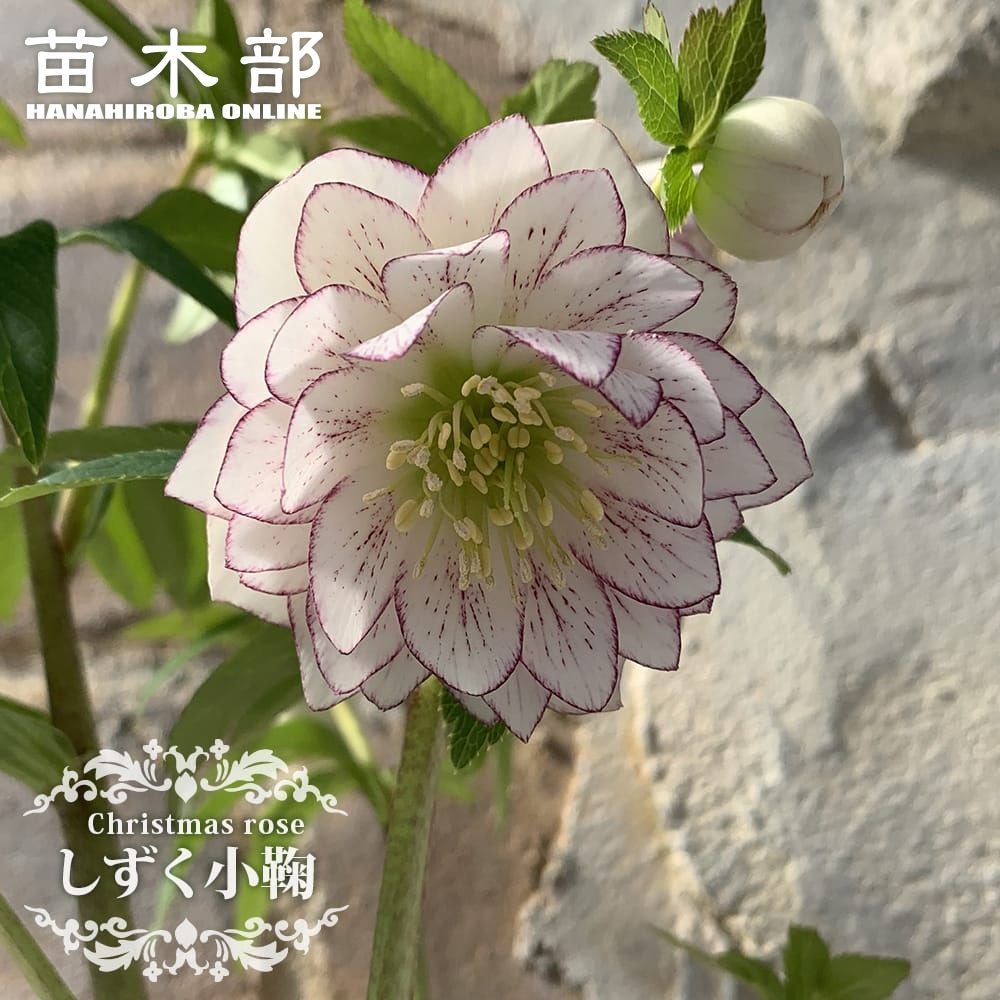 000000105560-01.jpg?size=l&w=