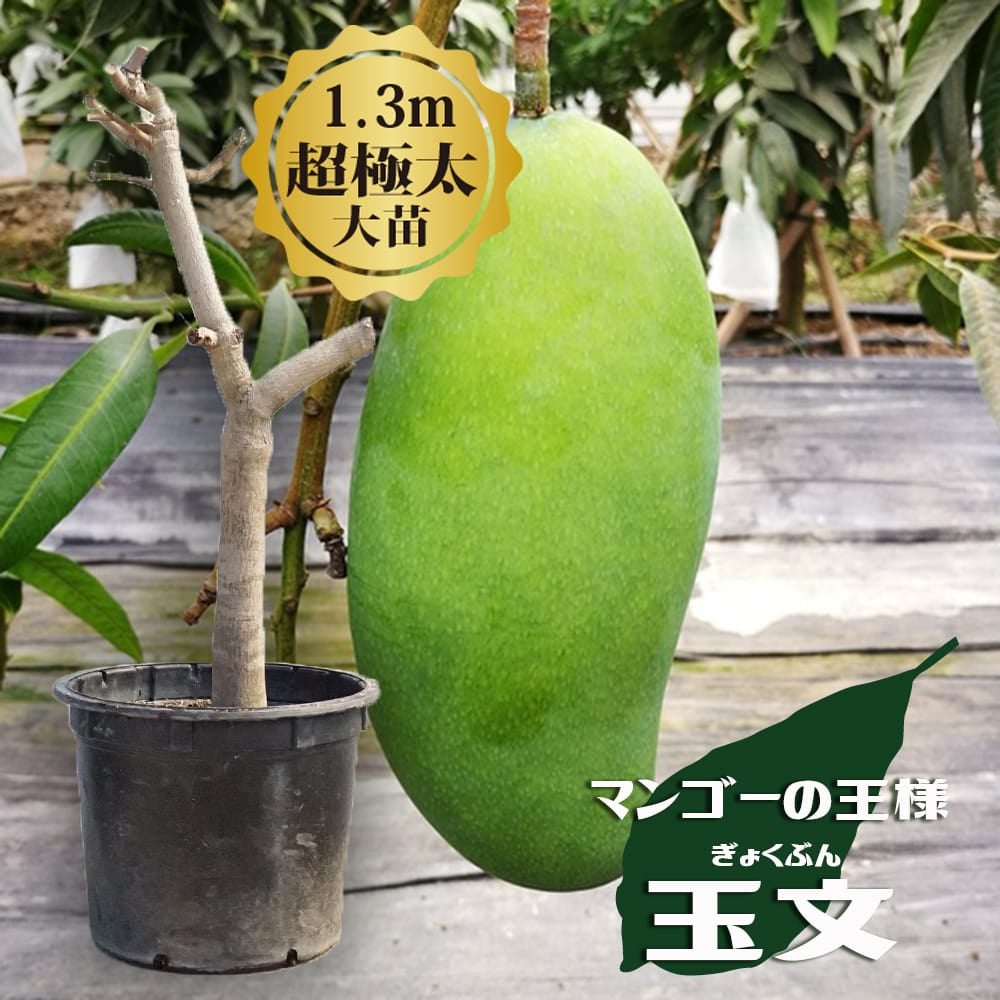 マンゴー チョカナン 苗 販売 苗木部 By 花ひろばオンライン