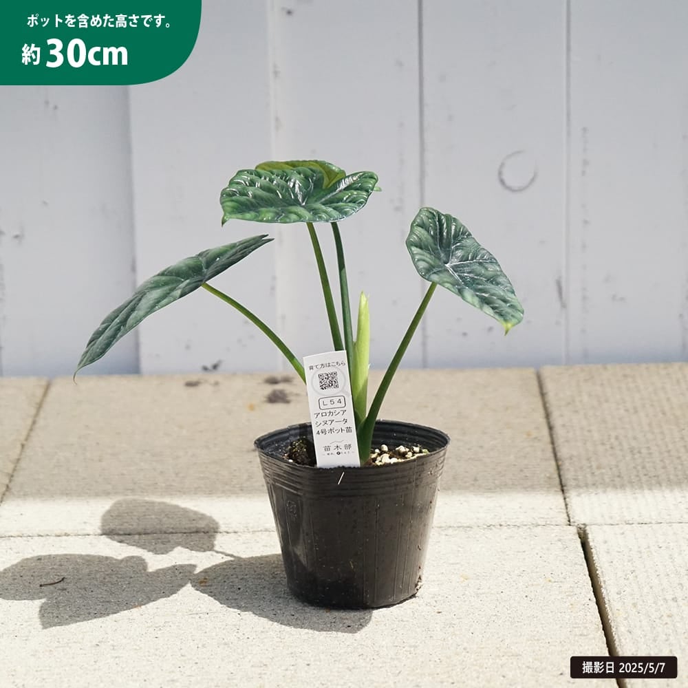 000000130418-03.jpg?size=l&w=