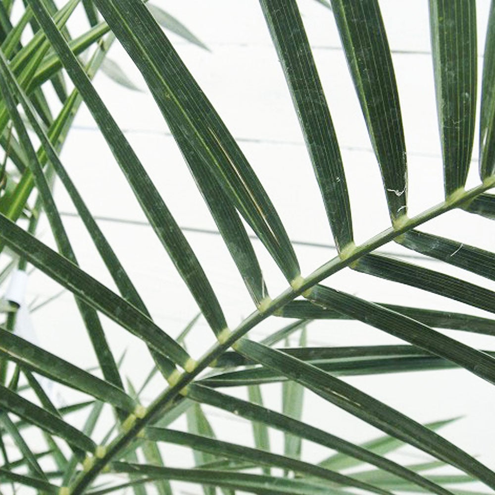 ヤシ カナリーヤシ 苗 おすすめ 苗木部 By 花ひろばオンライン