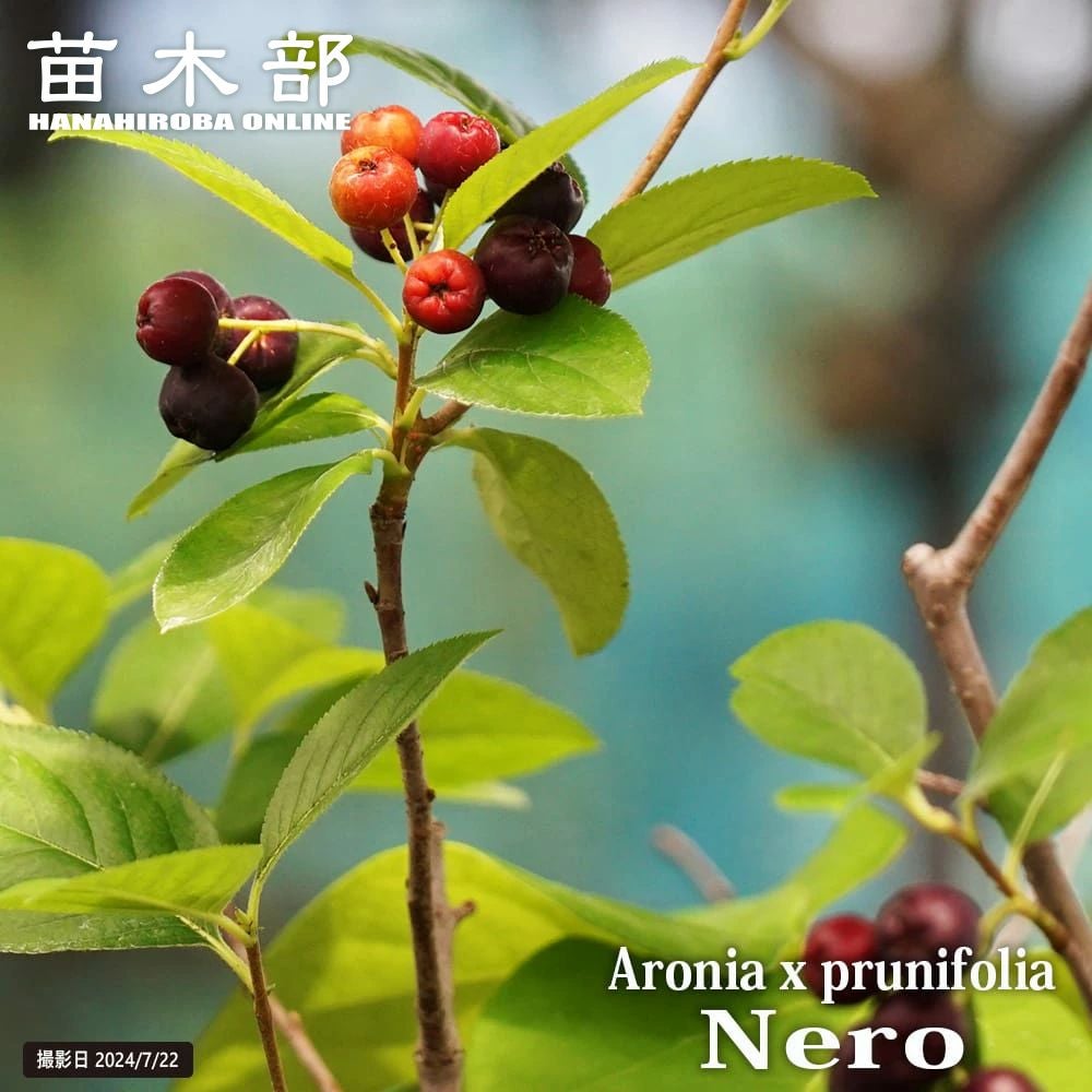 000000033385-01.jpg?size=m&w=