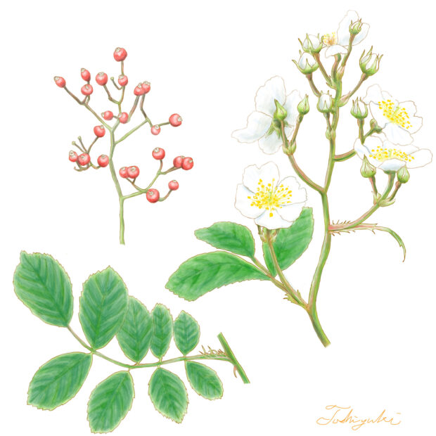 ノイバラ – はなもく散歩