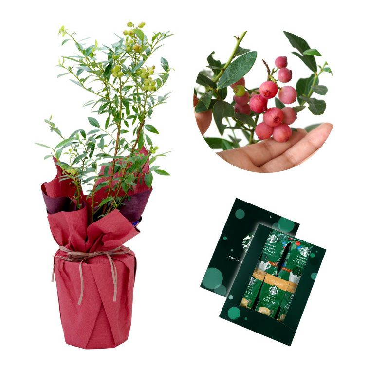 育てる果樹鉢・ピンクレモネード(ブルーベリー)』鉢植え｜横浜花まりか