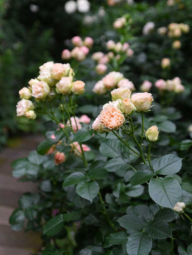 バラ アンティーク レース｜ROSE Antique Lace｜花の手帖のwebバラ図鑑