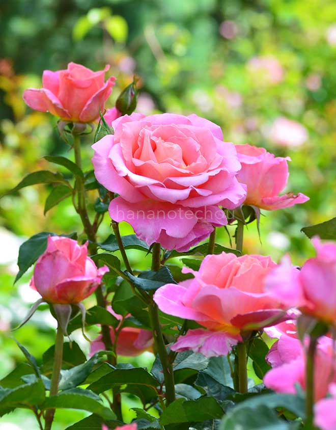 バラ オードリー ウィルコックス｜ROSE Audrey Wilcox｜花の手帖のweb