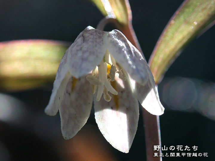 カイコバイモ - 野山の花たち 東北と関東甲信越の花