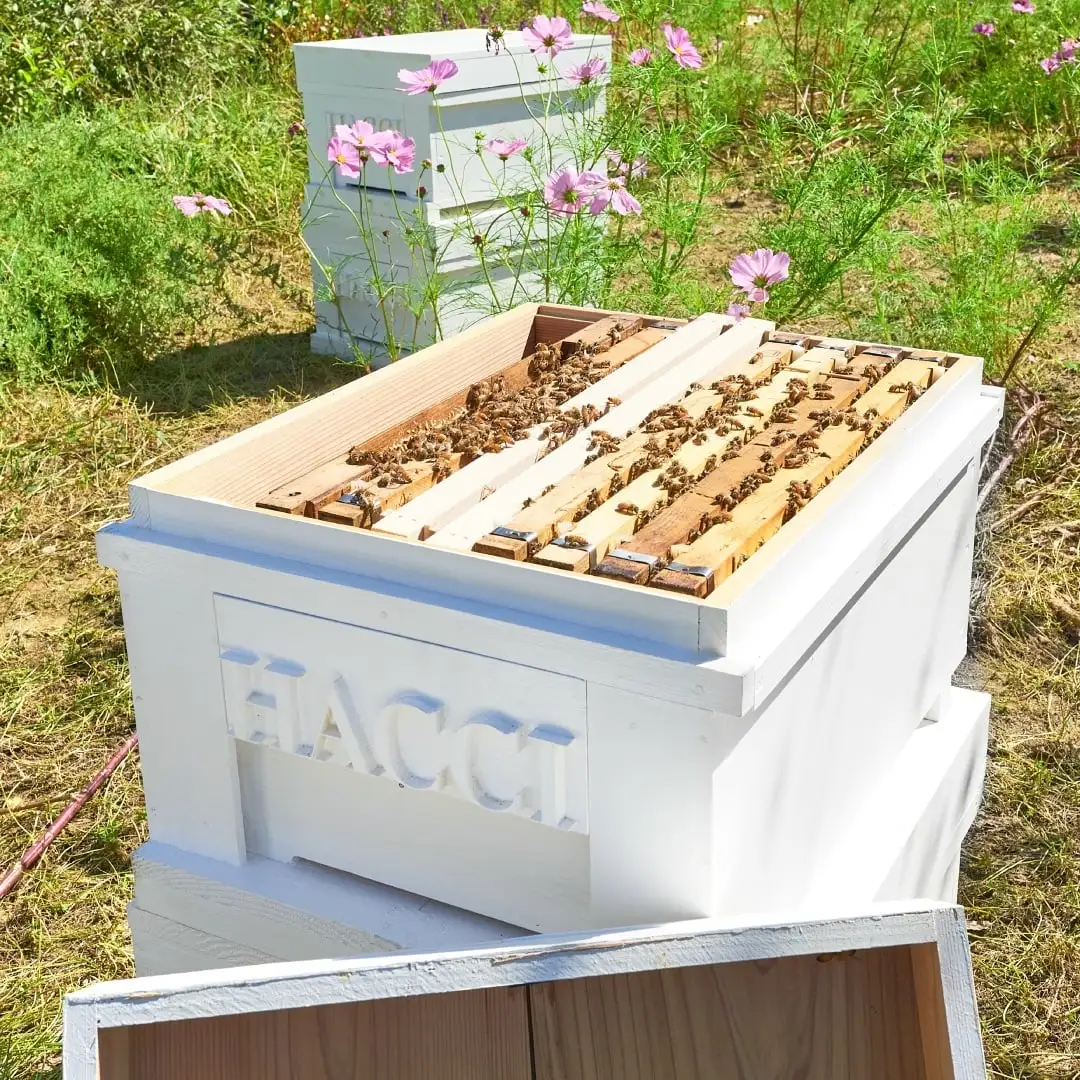 桐箱 HACCIセレクト テーブルハニー3本セット（アカシア、オレンジ