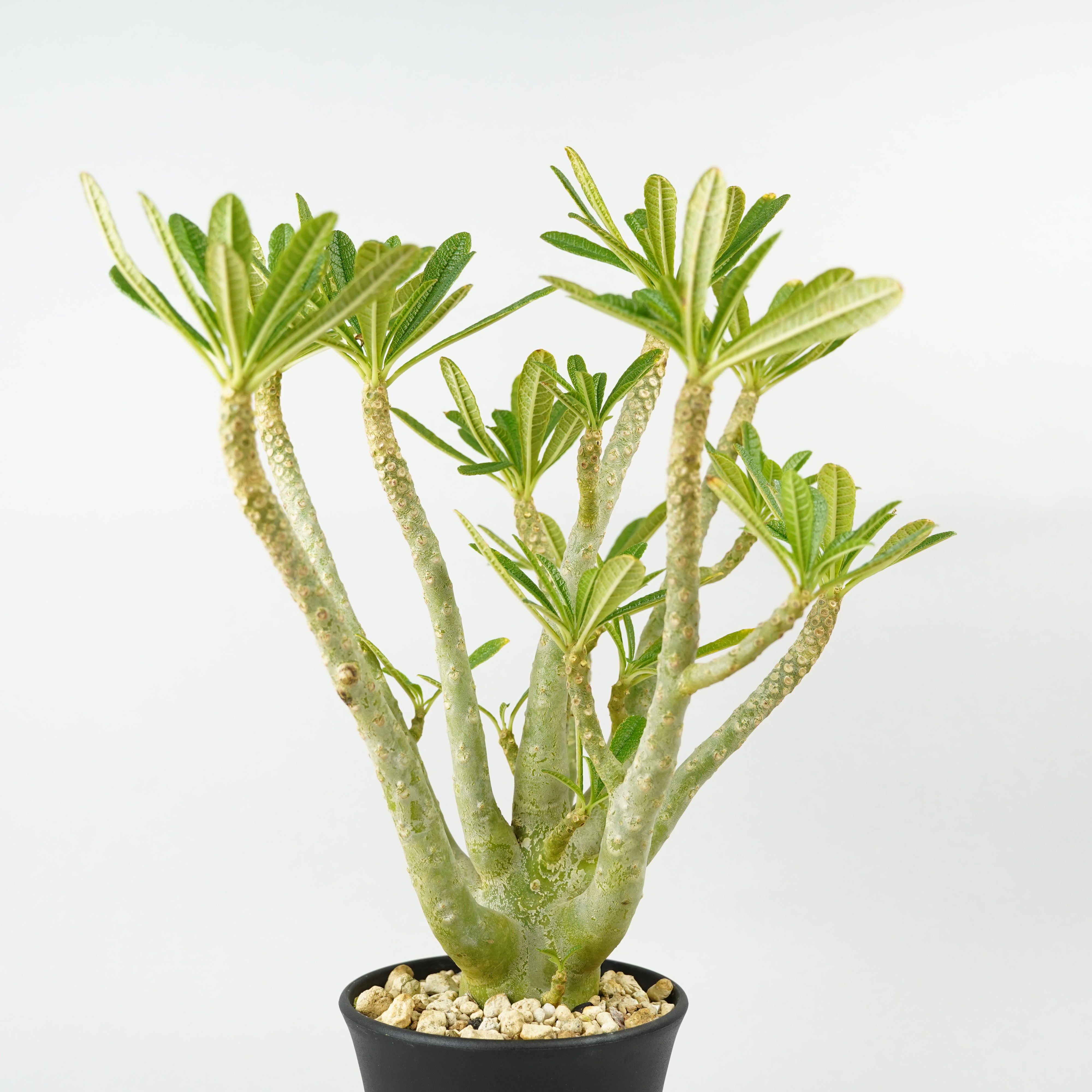 HACHI-8公式】ドルステニア・ギガス「Dorstenia gigas」/DL0195 – Hachi-8