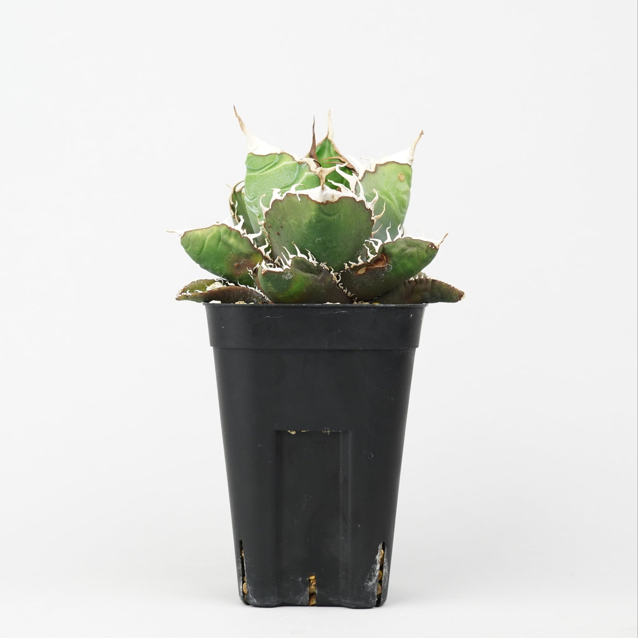 植物/アガベ/悪魔くん – Hachi-8