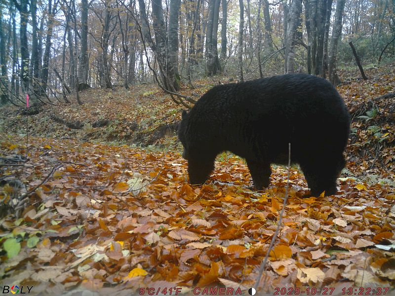 クマ情報】週間レポート10/22～10/29（大沼後生掛地区） | 八幡平