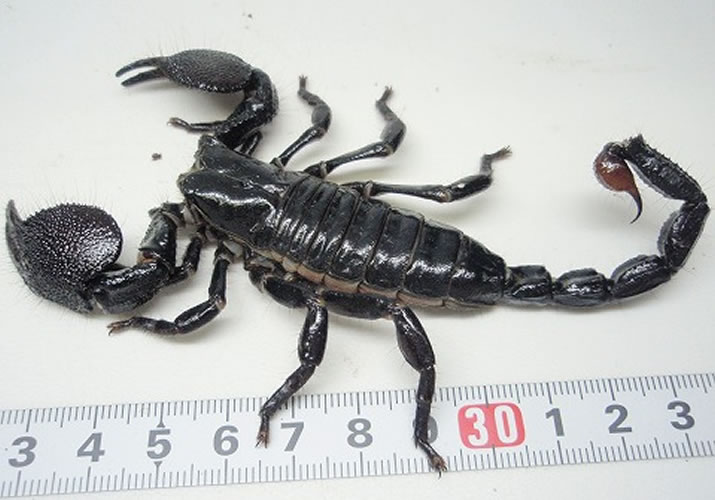 ダイオウサソリ | 爬虫類倶楽部
