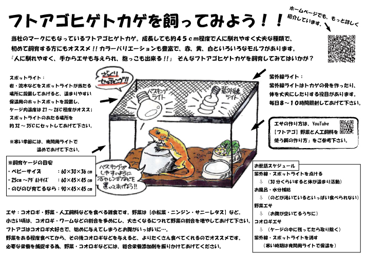 フトアゴヒゲトカゲを飼ってみよう！！ | 爬虫類倶楽部