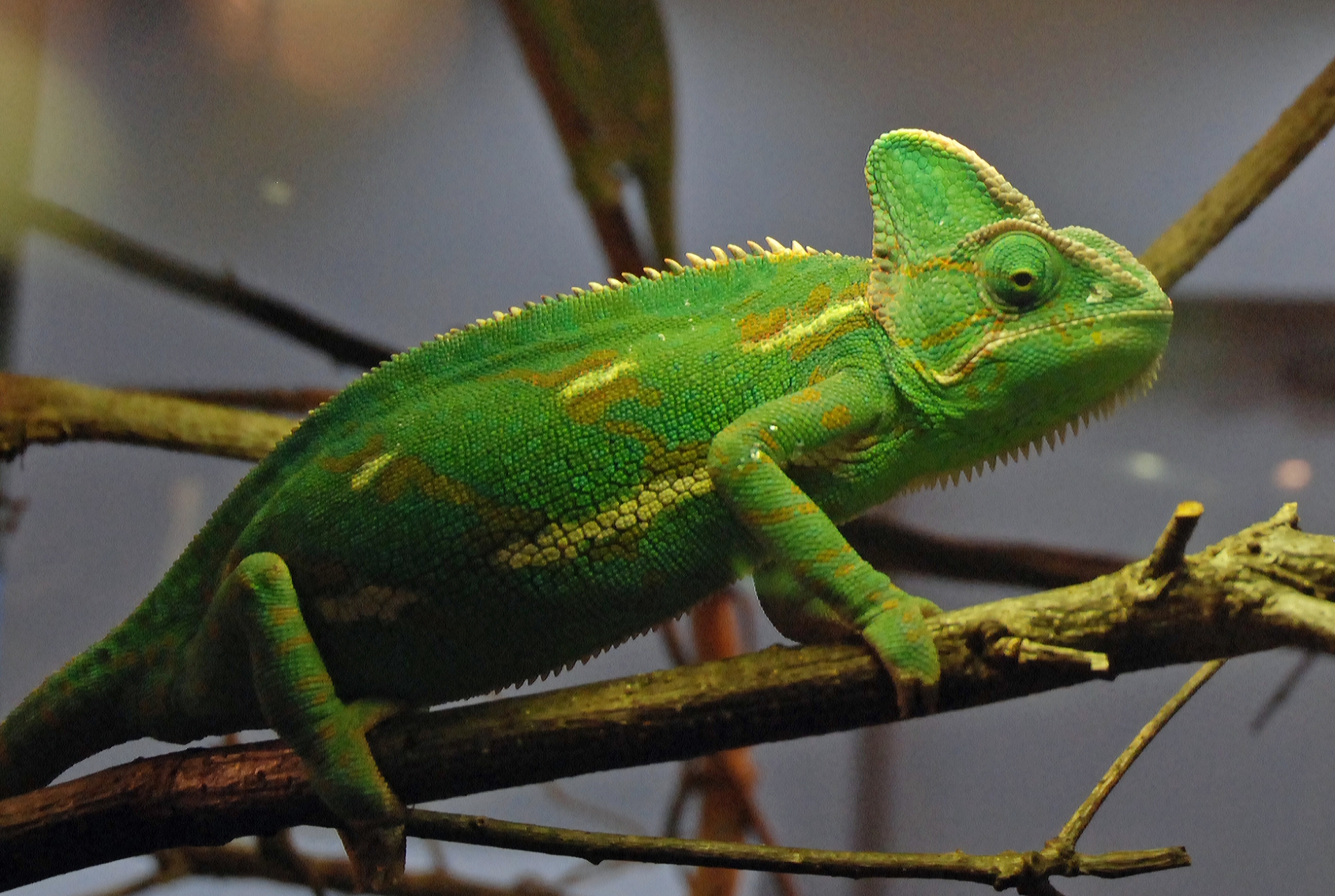 爬虫類と一緒に入れる流木】おすすめ5選！殺菌・アク抜き方法も解説