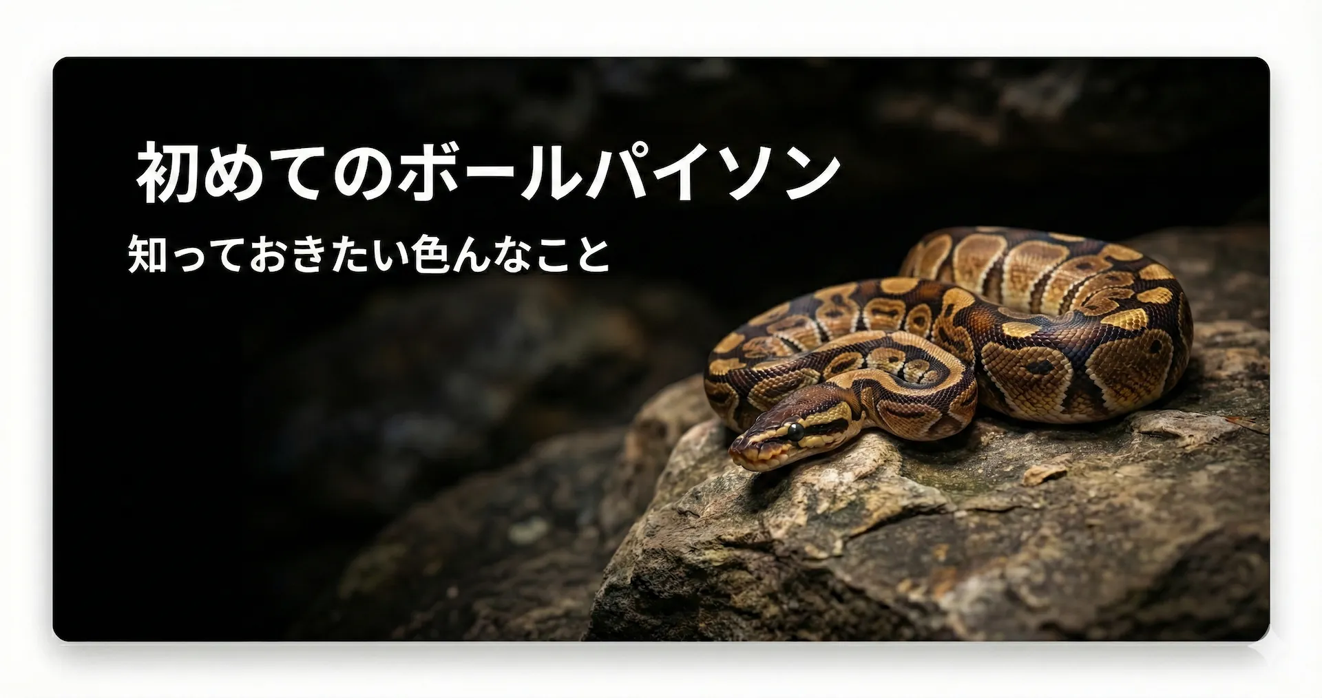 ボールパイソンの飼育で知っておきたいこと - Hachural-Life