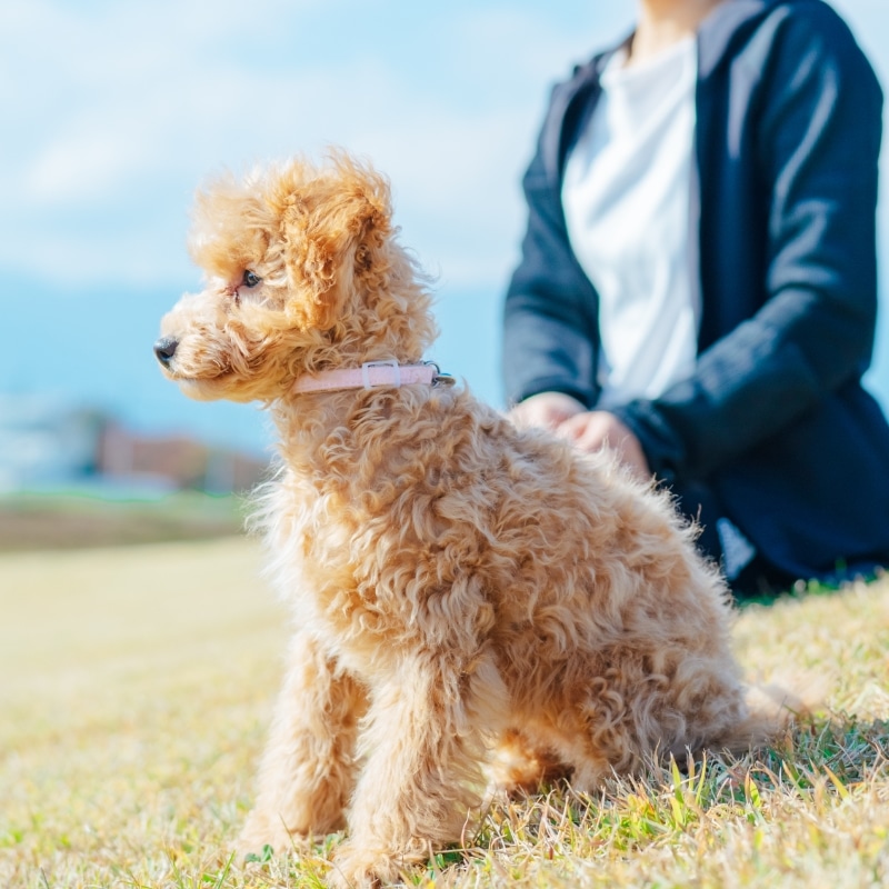 ドッグトレーナープロフェッショナル講座|通信教育講座で資格なら