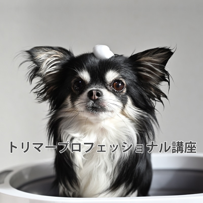 動物看護・介護・シッター講座|通信教育講座で資格なら「ヒューマン