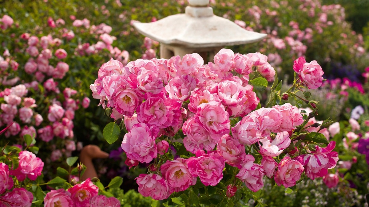 フラワーカーペット® ローズ | 株式会社ハクサン｜花や植物、園芸資材