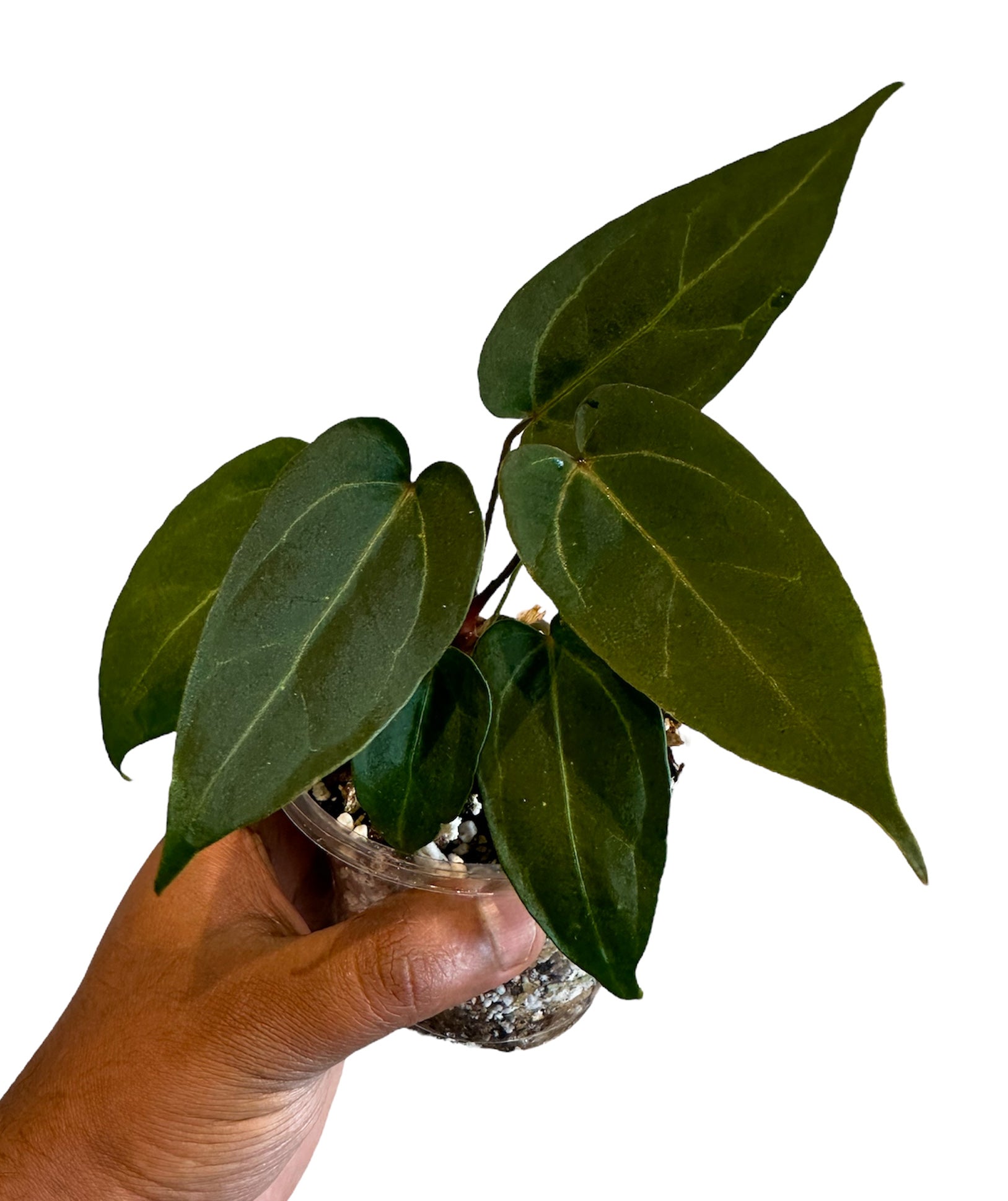 Buy Anthurium Papillilaminum X-One Online – HappiestPlants