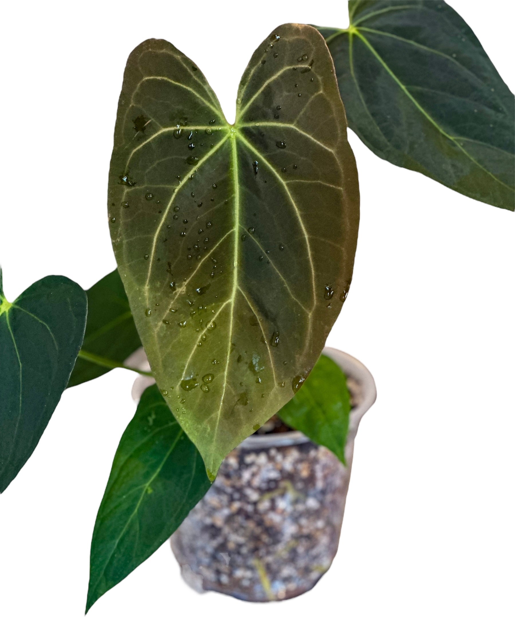 Anthurium Ace of Spades (AOS) x Blue Papillilaminum – HappiestPlants