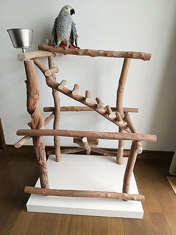 バードジムno500 インコの憩いの場