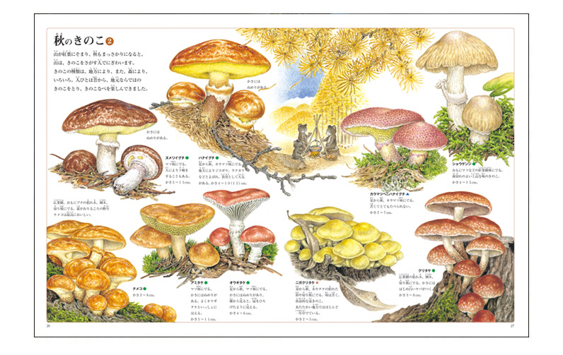 きのこの絵本 : ちいさな森のいのち | ハッピーオウル社