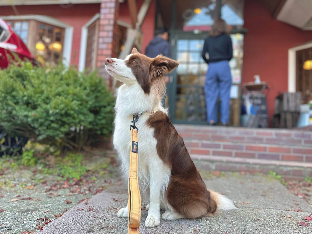 🐾【しつけコラム】第4回：法律から学ぶ犬との暮らしの責任～飼い主が