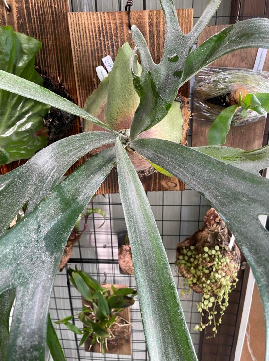 ビカクシダ”sp White”の子株を救出する | HaruGreen