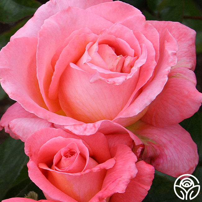 Paul Shirville Hybrid Tea Rose | Fragrant Rose Plant – Heirloom Roses