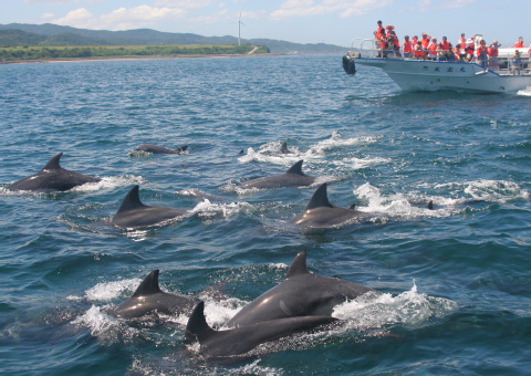イルカウォッチング | 南島原ひまわり観光協会