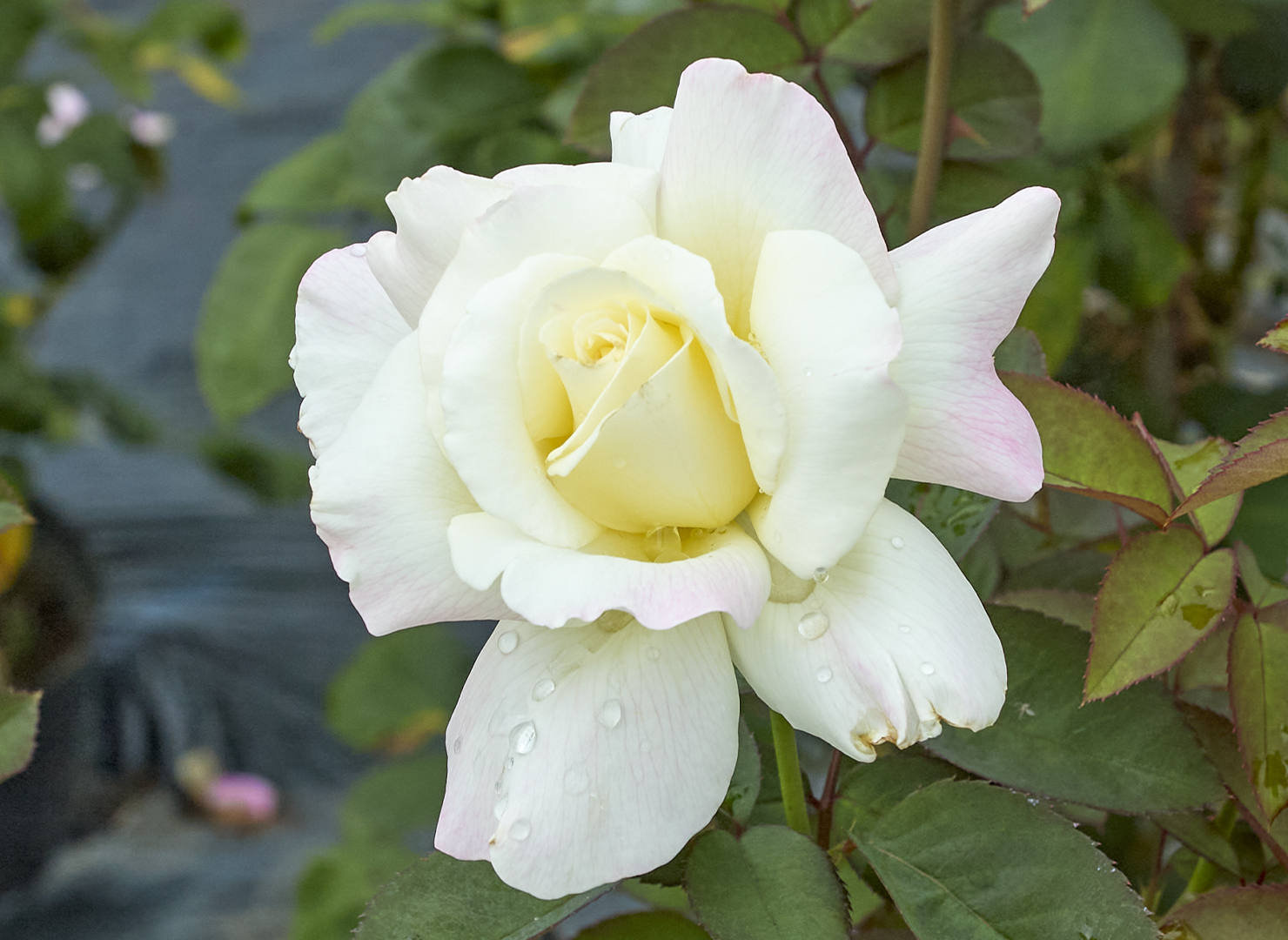 ガーデン パーティー – Garden Party | 姫野ばら園八ヶ岳農場