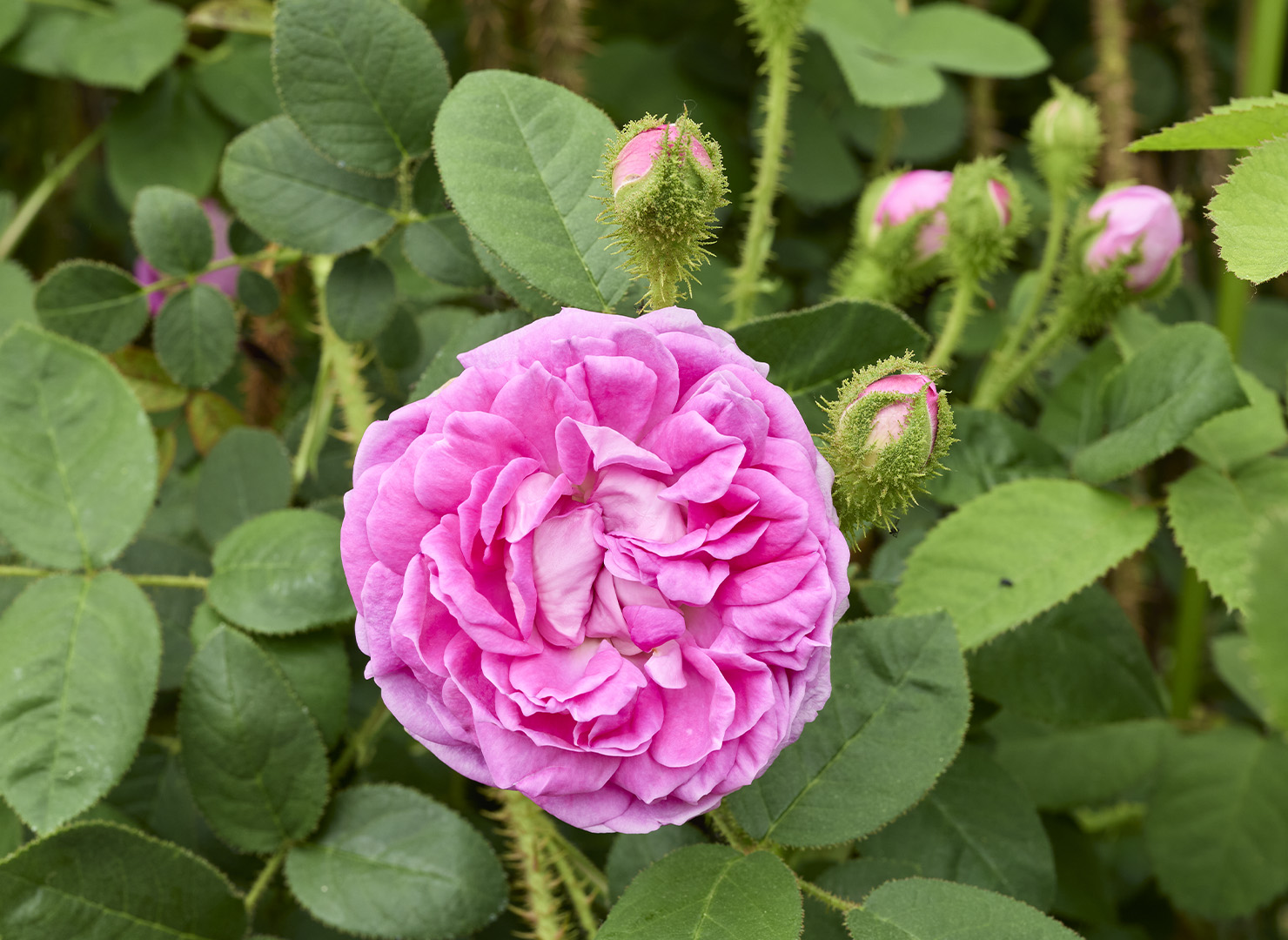 ラネイ – Laneii | 姫野ばら園八ヶ岳農場