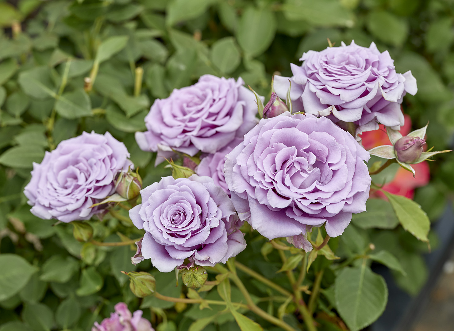 スイート ムーン – Sweet Moon | 姫野ばら園八ヶ岳農場