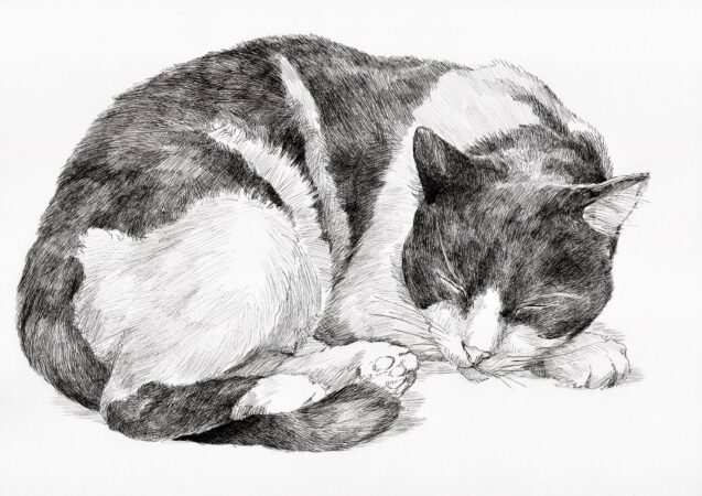 ペン画】猫の制作過程について。水性ペンで4つの主なタッチで描く