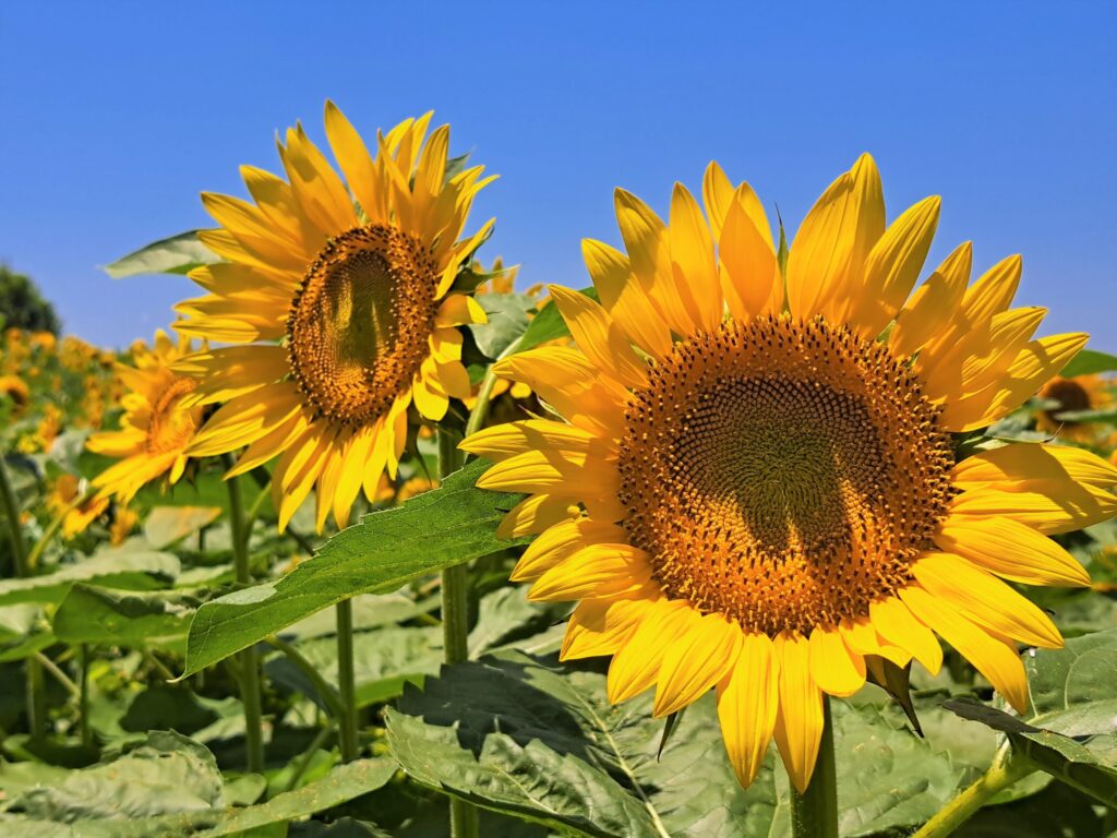 横須賀「長井海の手公園 ソレイユの丘」に広がる 約10万本のヒマワリが