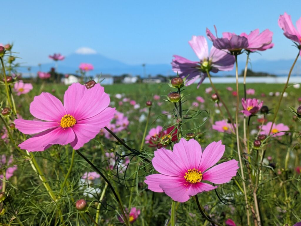 横須賀・ソレイユの丘】秋の絶景！富士山を望む25万本のコスモスが今