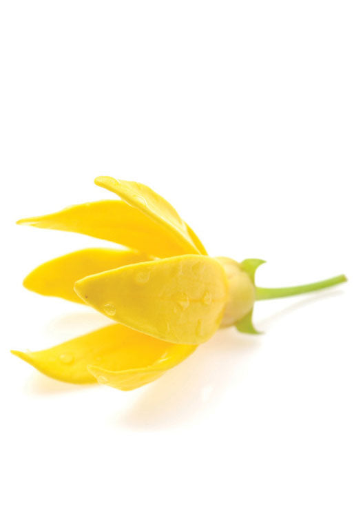 doTerra Ylang Ylang Oil - 15ml — Hi Brazil Market