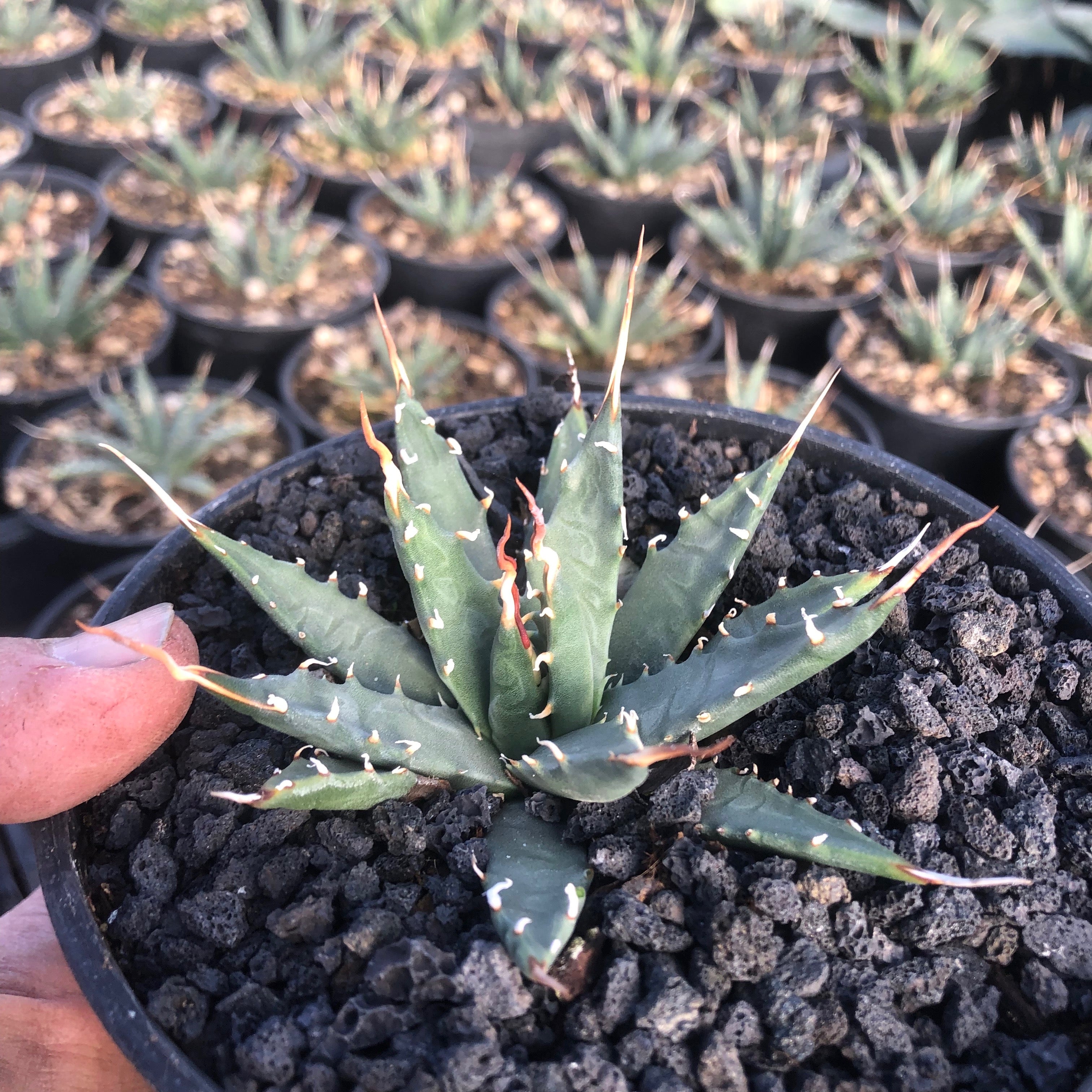 Agave utahensis var. eborispina – Hidden Agave