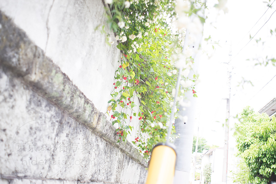 ロシアンホワイトの準広角 Mir-1 37mm F2.8 はFlektogonのコピーレンズ