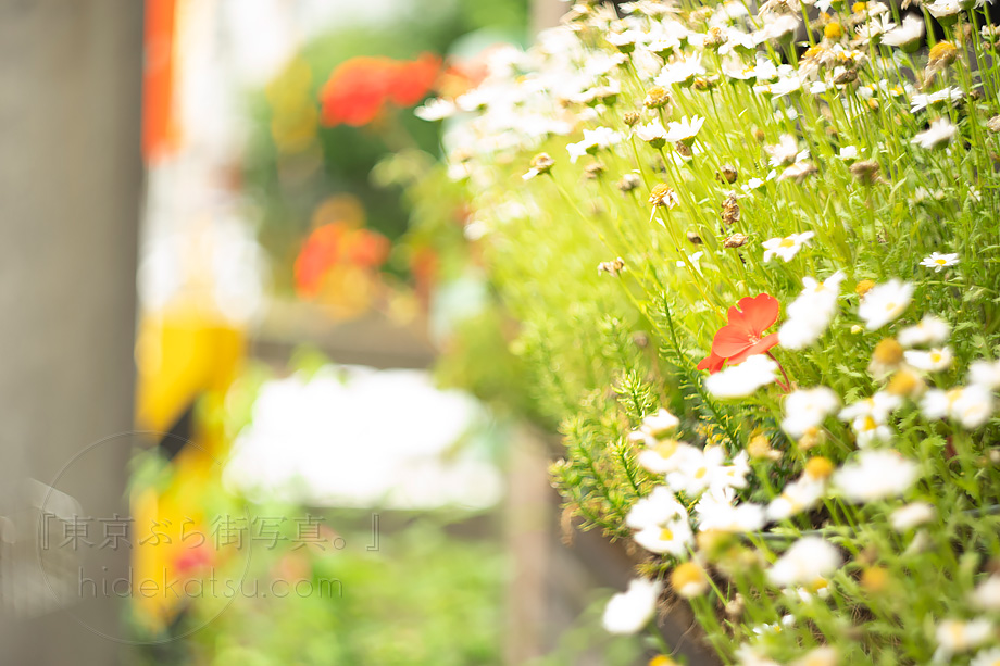 豪快なぐるぐるボケ HELIOS 44-2 58mm ロシアのオールドレンズの大御所