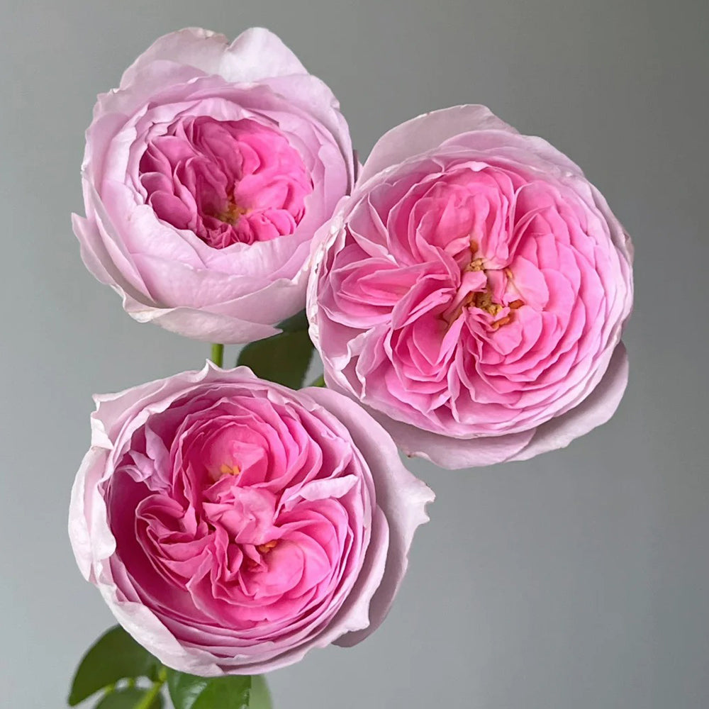 Mon Coeur Japanese Florist Climbing Rose – Highgarden Roses