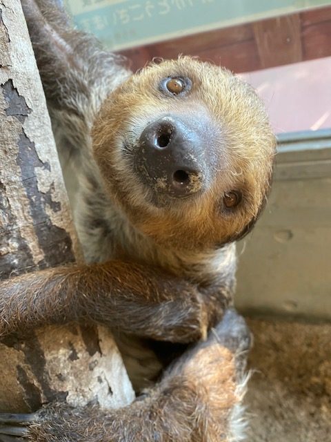 新しい仲間が加わりました！～ナマケモノ～part2 - 平川動物公園公式