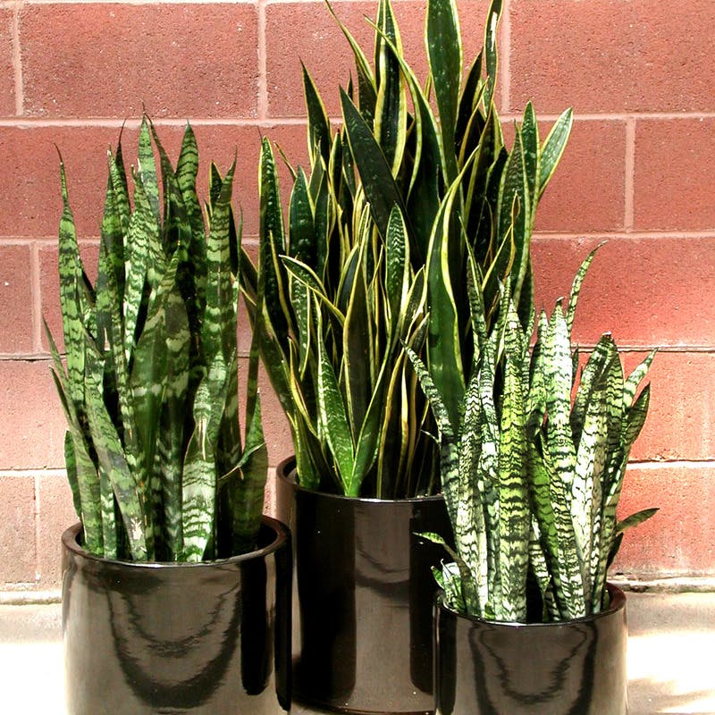 全解説】サンスベリアの種類や育て方 | ひとはなノート